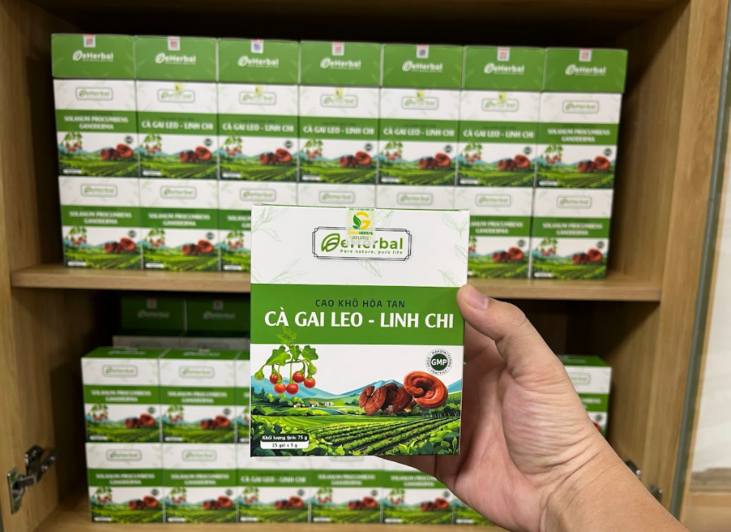 Hoạt chất Polysaccharide và Triterpenoids trong nấm linh chi: Cặp bài trùng bảo vệ gan và hệ miễn dịch